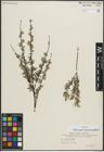 Foto von Salix repens subsp. rosmarinifolia (L.) Andersson
